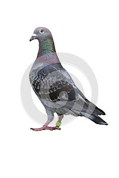 Full body of speed racing pigeon bird isolate white background