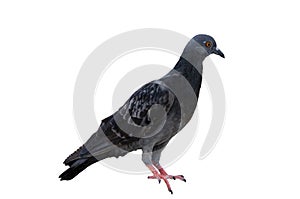 full body of speed racing pigeon bird isolate white background