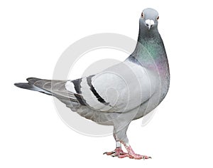 Full body of speed racing pigeon bird isolate white background photo