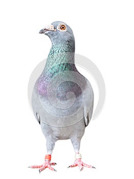 Full body of speed racing pigeon bird isolated white background