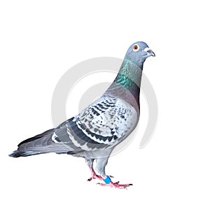 Full body of speed racing pigeon bird isolated white background