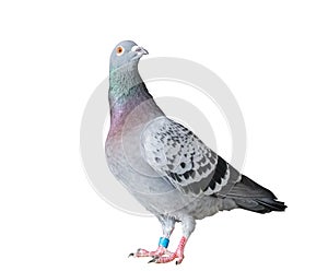 Full body of speed racing pigeon bird isolated white background photo