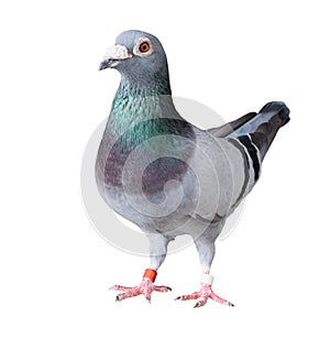 Full body of speed racing pigeon bird isolated white background