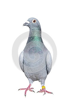 Full body of speed racing pigeon bird isolated white background