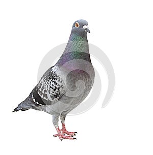 Full body of speed racing pigeon bird isolated white background