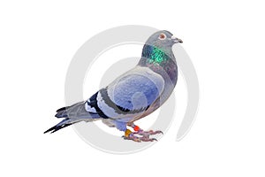 Full body of speed racing pigeon bird isolated white background