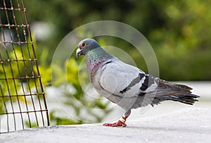 Full body of speed racing pigeon bird standing on home loft roof