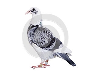 Full body of speed racing pigeon bird standing isolate white background