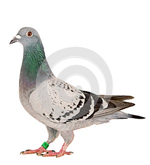 Full body of speed racing pigeon bird standing isolate white background