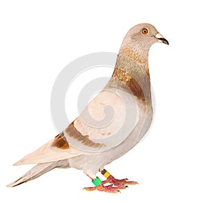 Full body of speed racing pigeon bird standing isolate white background