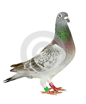 Full body of speed racing pigeon bird standing isolate white background
