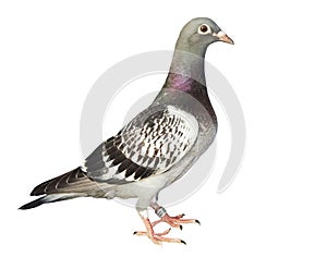 Full body of speed racing pigeon isolated white background