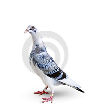 Full body of speed racing pigeon standing on white background