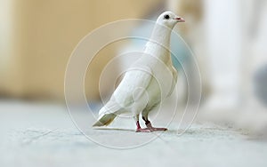 full body of speed racing white pigeon bird with banding leg ring
