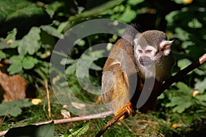 Full body of the squirrel simian monkey