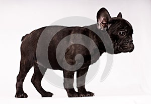 Full body standig dog frenchie bulldog tyger brown looking on right
