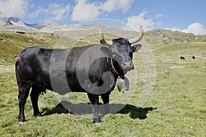 full body swiss black HÃ©rense fighting cow