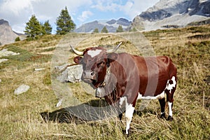 Full body swiss EvolÃ¨ne cow