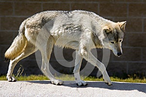 Full Body Timber Wolf