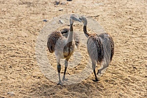 Full body of two youngest child grey greater rhea Rhea americana