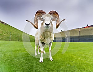 Full body view of a furry large male ram, standing on a green grass field