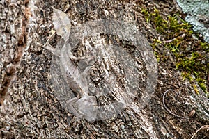 Spearpoint Leaf-Tailed Gecko photo