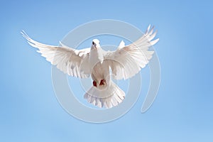 Full body of white feather pigeon flying against clear blue sky