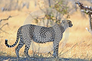 Full body of a wild cheetah in Hwange National Park