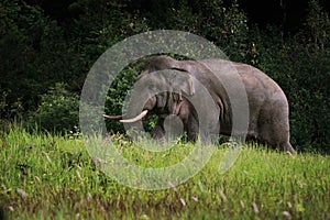 full body of wild elephant in khao yai national park thailand,khaoyai is one of important natural sanctuary of south east asia