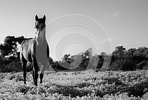 Full body wild horse portrait in a meadow. black and white