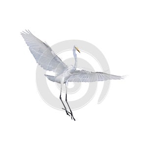 full body and wing feather of Heron, Bittern, Egret flying isolated white background