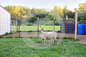 Full body of young lamb in front of pen