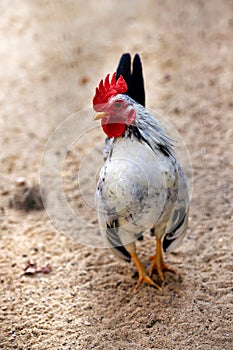 Full body of young plymouth rock rooster. Barred Rock rooster