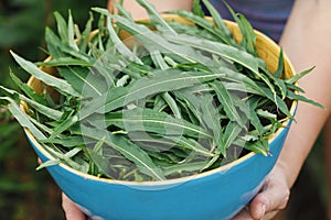 Full bowl of collected leaves of Ivan-tea in his hands