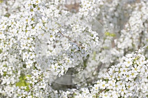Lleno de boda guirnalda arbusto flores en la primavera 