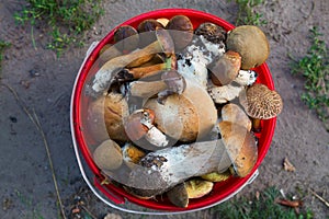 Full bucket fresh mushrooms on the ground