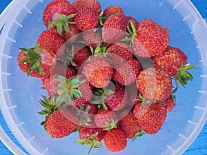 Full bucket of freshly picked strawberries on a blue tabletop