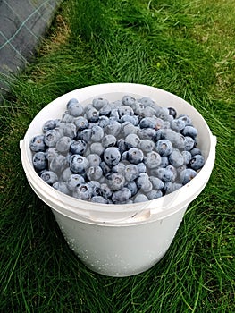 Full bucket of harvested Canadian blueberries