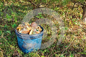 Full bucket of wild mushrooms Suillus luteus in the forest in clearing between the needles closeup