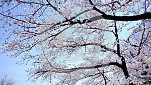 Full of Cherry Blossom on branch and dark brown trunk on bright blue sky