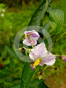 Full close up of beautiful purple flower in wildlife