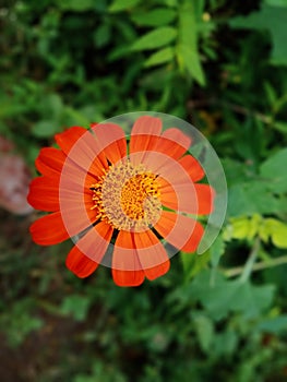 Full closeup of maxican sunflower photo