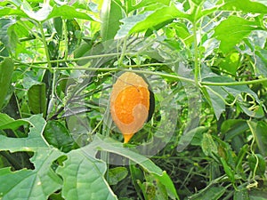 Full color bitter melon Momordica charantia