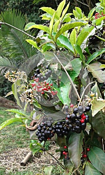 full color frutillo  bayas  colombia photo