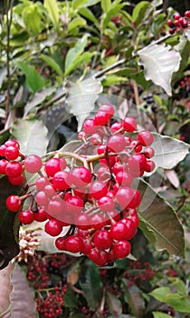 full color frutillo  bayas  colombia photo