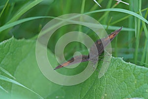 A red-brown butterfly among meadow grasses. photo