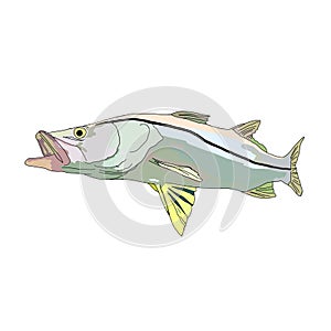 A full colored snook fish or robalo fish photo