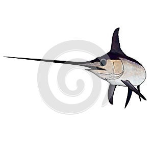 A full colored solo swordfish