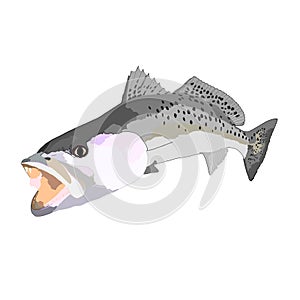 A sull colored speckled sea trout fish photo