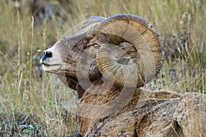 Full Curl Bighorn